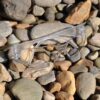 The Pocket Shot Clear Safety Glasses